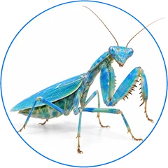 Mantis de Papúa real