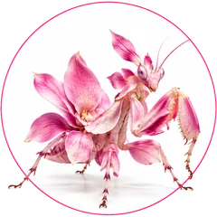 Mantis orquídea real